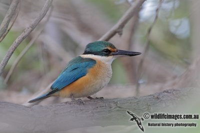 Sacred Kingfisher 1098.jpg