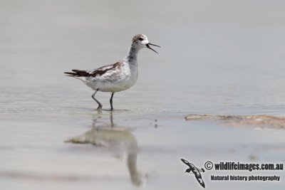 Red-necked Phalarope 6426.jpg