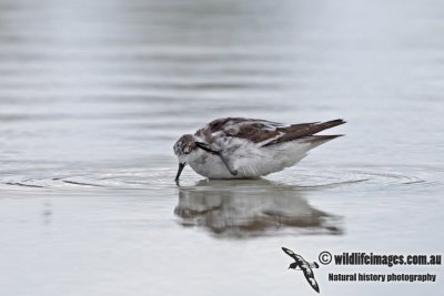 Red-necked Phalarope 6555.jpg