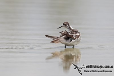 Red-necked Phalarope 6594.jpg