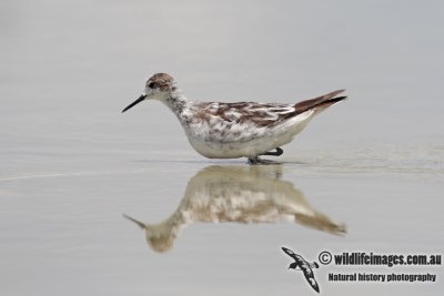 Red-necked Phalarope 6642.jpg