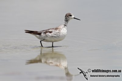 Red-necked Phalarope 6667.jpg