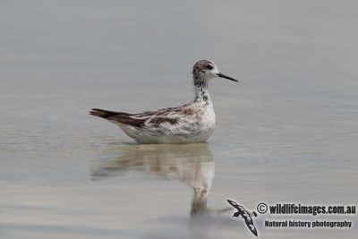 Red-necked Phalarope 6672.jpg