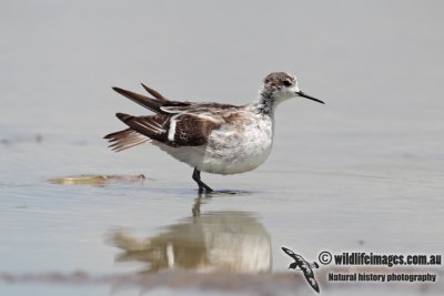 Red-necked Phalarope 6692.jpg