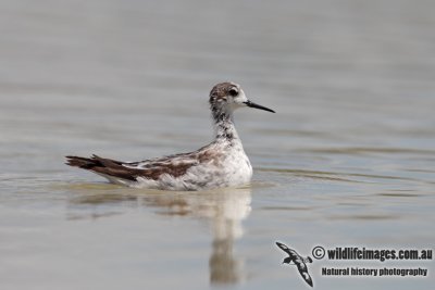 Red-necked Phalarope 6853.jpg