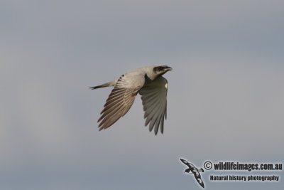 Black-faced Cuckoo-shrike 8669.jpg