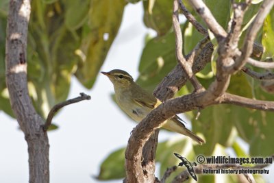 Arctic Warbler 1894.jpg