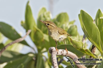 Arctic Warbler 1906.jpg