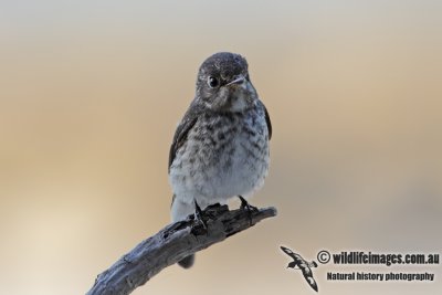 Dark-sided Flycatcher 0319.jpg