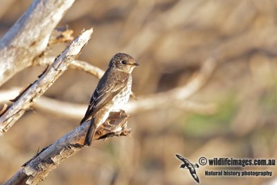 Dark-sided Flycatcher 0335.jpg