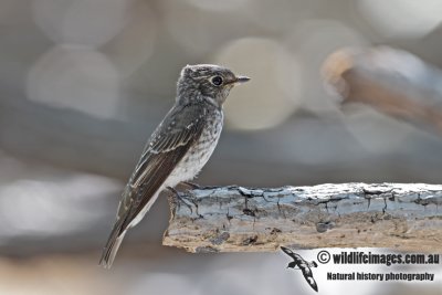 Dark-sided Flycatcher 2228.jpg