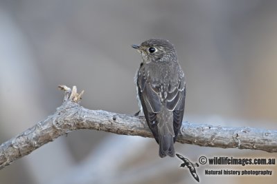 Dark-sided Flycatcher (Australian vagrant)