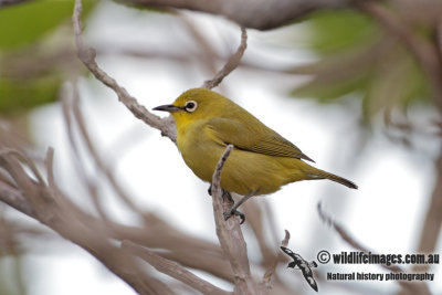 Yellow White-eye 1255.jpg