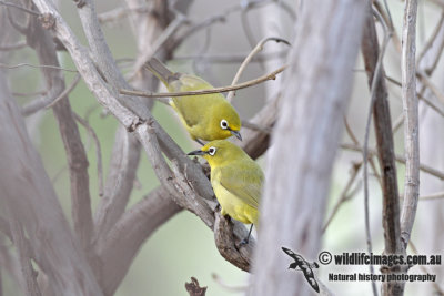 Yellow White-eye 1383.jpg