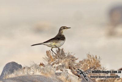 Probable Green-headed  Wagtail 7551.jpg