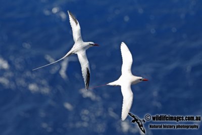 Red-billed Tropicbird 4181.jpg