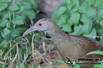 Lord Howe Woodhen 0383.jpg