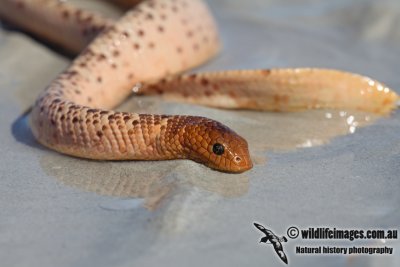 Brown-lined Sea Snake - Aipysurus tenuis