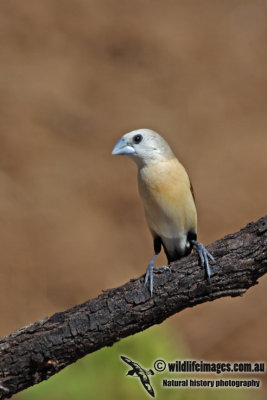 Yellow-rumped Mannikin