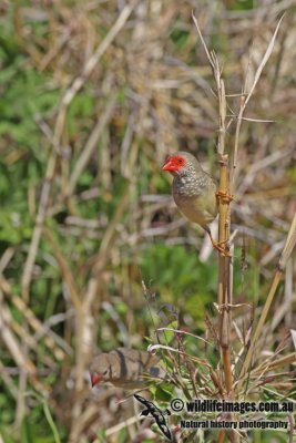 Star Finch a2333.jpg