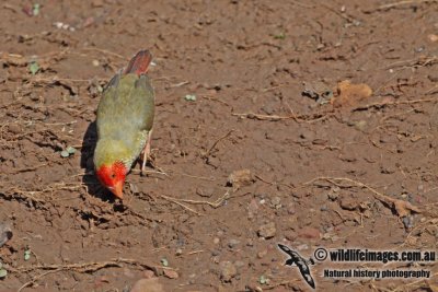 Star Finch a2484.jpg