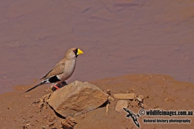 Masked Finch a2376.jpg