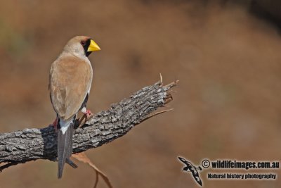 Masked Finch