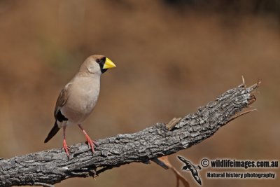 Masked Finch a2649.jpg