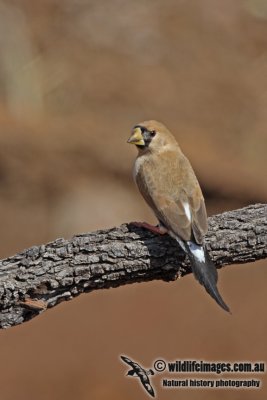 Masked Finch a2844.jpg