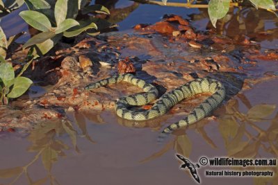 Black-ringed Mangrove Snake - Hydrelaps darwiniensis	