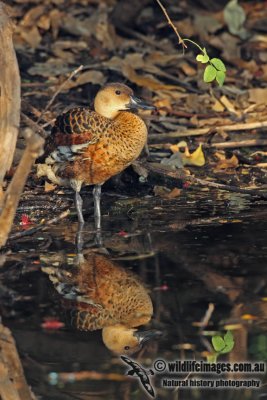 Wandering Whistling-Duck a3792.jpg