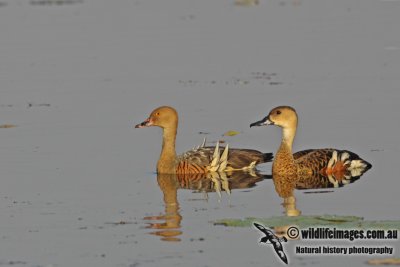 Wandering and Plumed Whistling-Ducks a3812.jpg