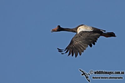 Magpie Goose a3482.jpg