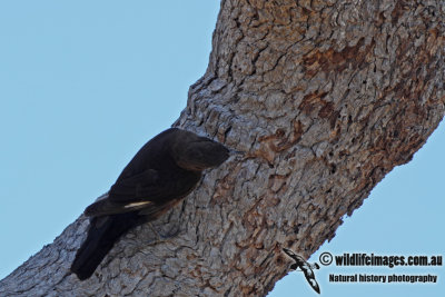 Black-tailed Treecreeper a3036.jpg