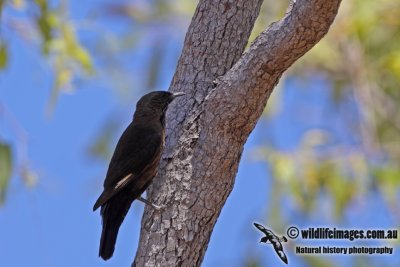 Black-tailed Treecreeper a3057.jpg