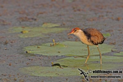 Comb-crested Jacana a3357.jpg