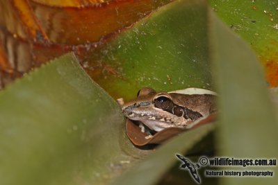 Wotjulum Frog - Litoria wotjulumensis