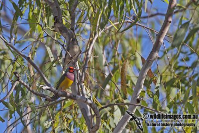 Gouldian Finch a2950.jpg