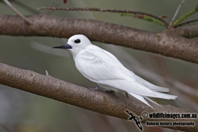 White Tern 4662.jpg