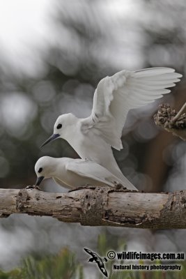 White Tern 4842.jpg