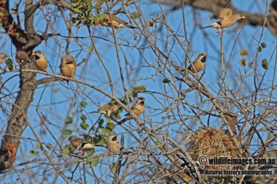 Long-tailed Finch a2201.jpg