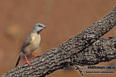 Long-tailed Finch a2833.jpg
