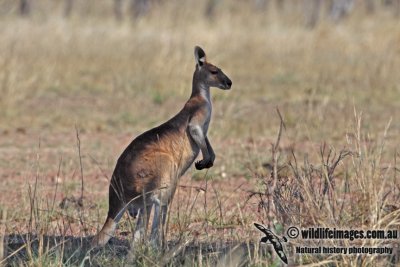 Antilopine Wallaroo a2988.jpg