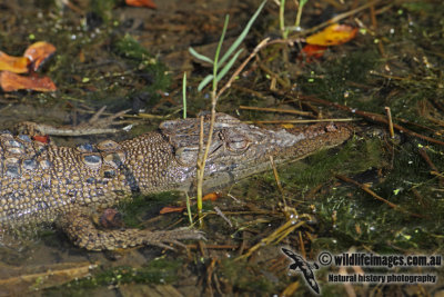 Crocodylus porosus a3736.jpg