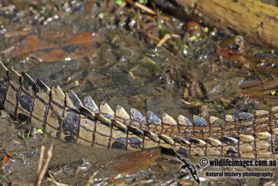 Crocodylus porosus a3737.jpg