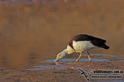 Radjah Shelduck a3316.jpg