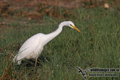 Intermediate Egret a3481.jpg