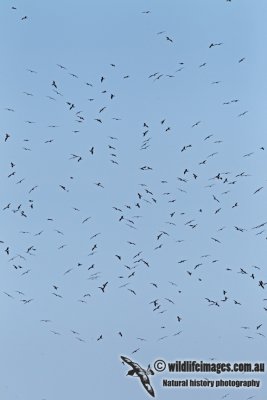 Lesser Frigatebird 5101.jpg