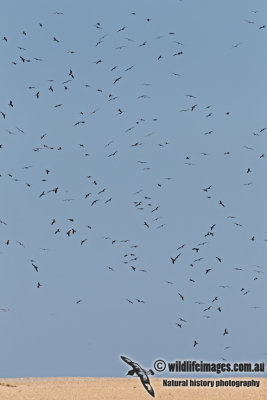 Lesser Frigatebird 5107.jpg