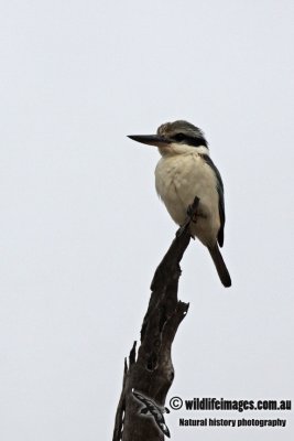 Red-backed Kingfisher a3179.jpg